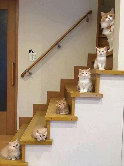 awwww-cute:  Stairway to heaven (Source: http://ift.tt/2vVTKRN)