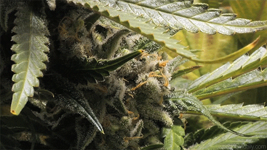 weedporndaily:  foxtails flowering (x)