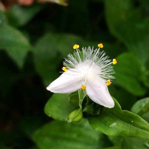 Tradescantia fluminensis is in the family Commelinaceae. Commonly known as small leaf tradescantia o