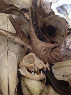 roadkillandcrows:  Skull pile. 