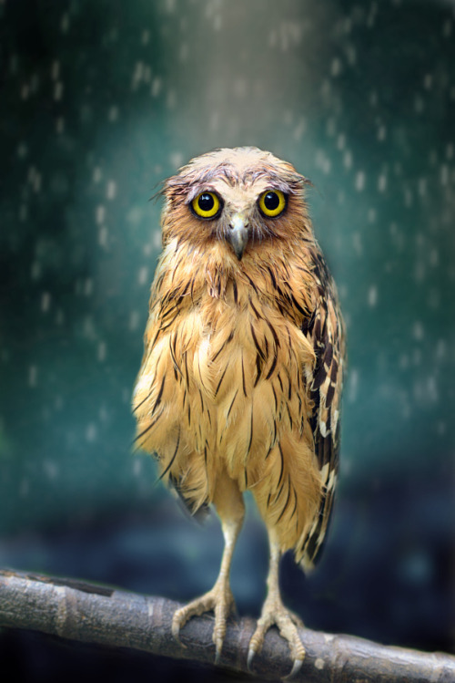 lovenaturewildlife:  Beauty of Nature &amp; Wildlife Wet Owl by Sham Jolimie