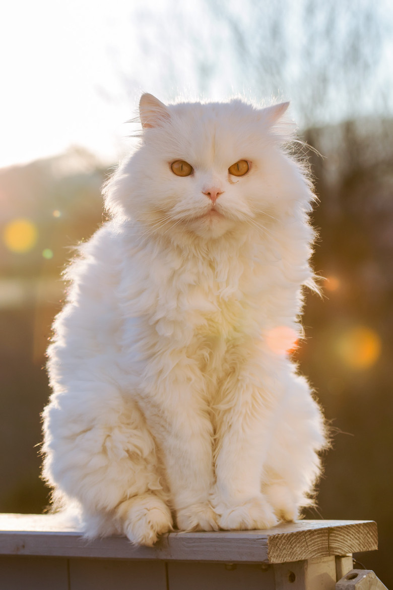 89cats:  (by Nils D.) 
