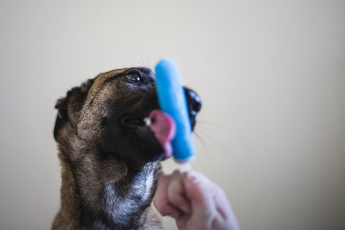 writersynaps:  tempurafriedhappiness:  Here are some dogs enjoying Popsicles.   The second to l