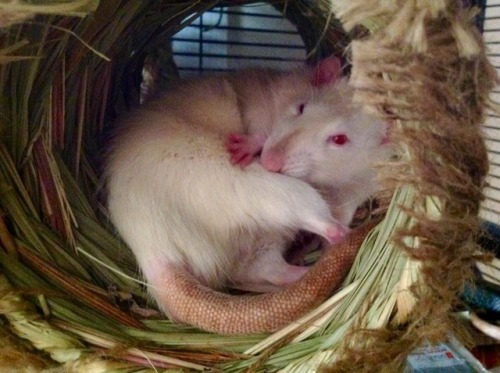 fancyrats