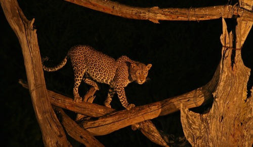 guepard