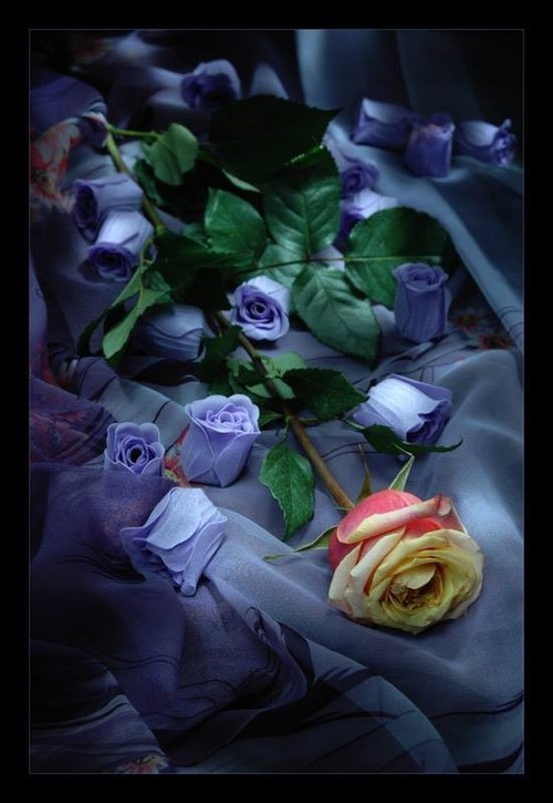 belladonnamortis:  (via Portfolio) 