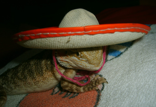 tastefullyoffensive:  Bearded Dragons Wearing Hats
