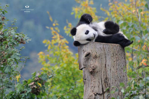 bears–bears–bears:Photos by Josef Gelernter