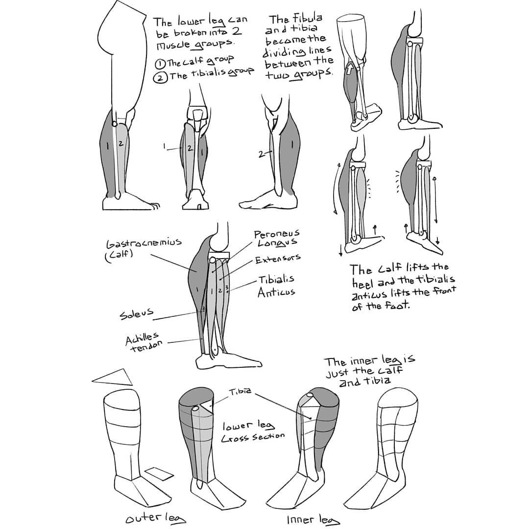 Lower Leg Anatomy Notes by therobuts - How to Art