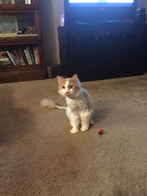 Human, play with me!!!
