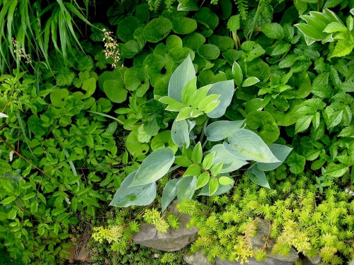 From out front, more garden.