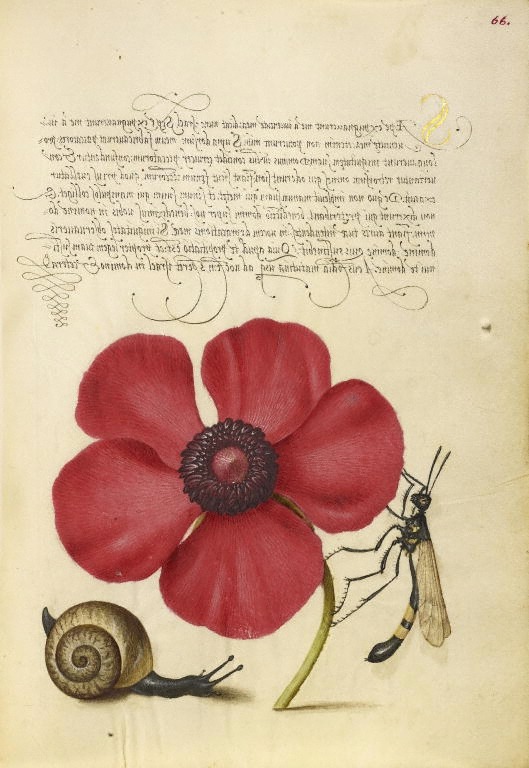 design-is-fine:  Joris Hoefnagel, illuminator, Georg Bocskay, scribe, pages from