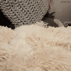 instructor144:  thegingerpowers:  Where’s the puppy? THERE he is!   Gawwww!!!