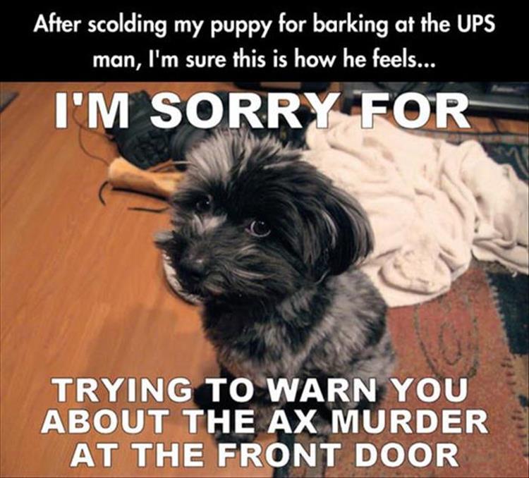 pr1nceshawn:  Life with pets. 