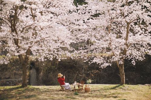 2022-04-02Spring, Cherry Blossom PicnicCanon EOS R6 + RF50mm f1.8 STMInstagram  |  hwantastic79vivid