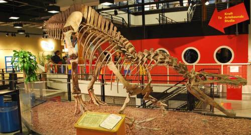 The Mesozoic Park: SuchomimusScientific Name: Suchomimus tenerensisDimensions: 11 m long (subadult)L