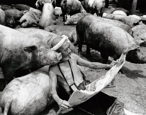 rollership:
“Over the course of ten years, Kagawa-based photographer Toshiteru Yamaji captured the special bond between Japanese pig farmer Otchan and his 1,200 pigs. As you can tell by these photos, he cared for each individual pig in a loving and...