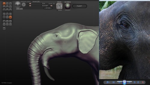 orcinus-ocean: Here’s a Deinotherium I’m working on now, with a reference image I’m using. I’ve deve