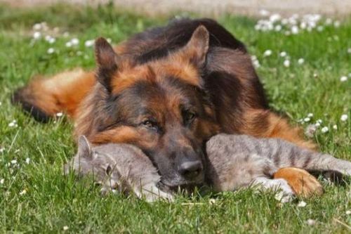 unusuallytypical-blog:  Friendship Between Grey Kitty and German Shepherd 