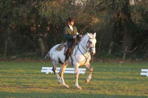 OxidadoXaquiro x CocaLusitano, Stallion15.3hhBorn 1994