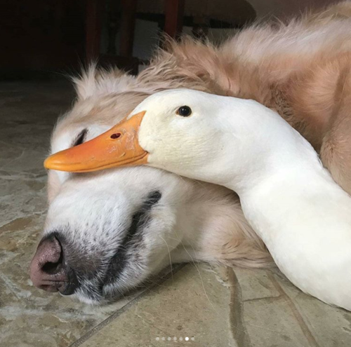 babyanimalgifs:This melted my heart ♥️ via (@ducksmakegreatpets)