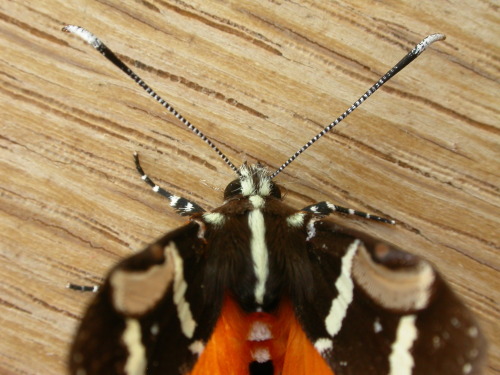 onenicebugperday: Common whistling moth, Hecatesia fenestrata, NoctuidaePhotographed in Australia In