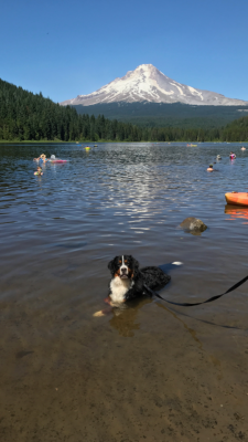 Handsomedogs:  Moose Says That Trillium Lake Is The Best Place To Keep Cool In The