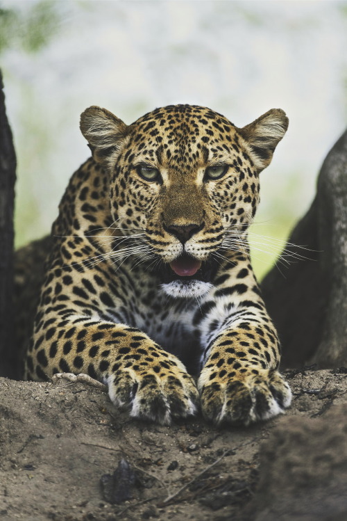 ikwt:  Chillin’ Leopard (Rudi Hulshof)
