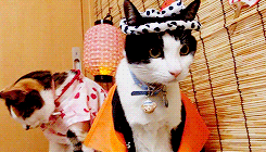 kittycatdaily:  Happy Halloween! 