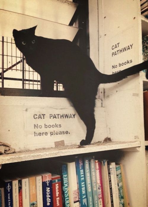 damiancorbeaumylife:bookstore cat