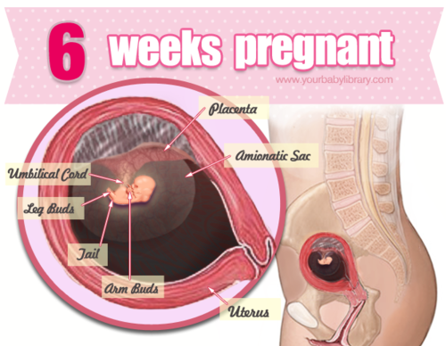 You’re now 6 weeks pregnant and your baby is now the size of a lentil. At 6 weeks, your baby’s