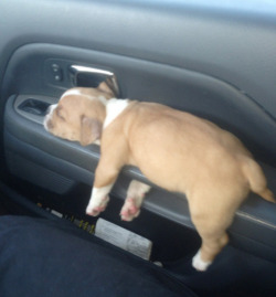 cute-overload:  Asleep in the carhttp://cute-overload.tumblr.com source: http://imgur.com/r/aww/cGKUwPN