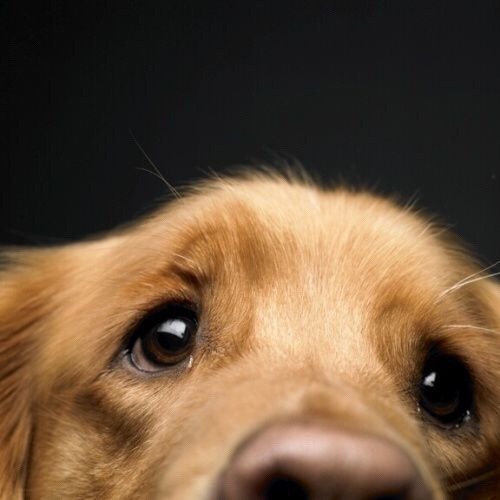 talesoftheinvisiblefemale:  Aww that face 