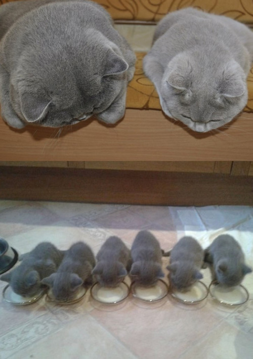 heyitsmeme:awesome-picz: Cats With Their Cute Mini-Mes Oh the cuteness