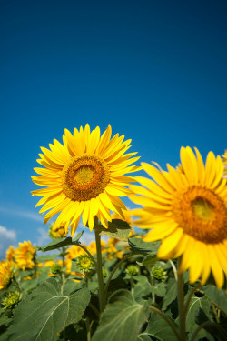 blooms-and-shrooms:  Summer by peaceful-jp-scenery on Flickr. 