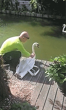 thenatsdorf:  Reunited swans embrace. [full