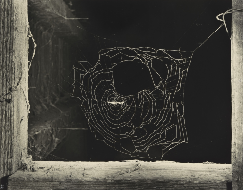 thephotoregistry:  Spider Web and Stables, New York, 1951Ilse Bing