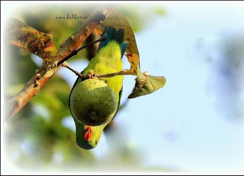 Vernal Hanging Parrot (Loriculus vernalis)© Uma Kulkarni