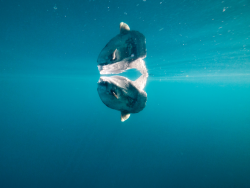 thelovelyseas:   Distant reflection of Mola Mola by  Mark Harris 