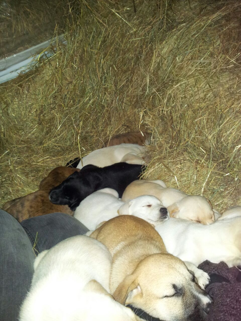cute-overload:  Snuggle pilehttp://cute-overload.tumblr.com