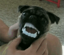 How I feel at the dentist.
Source: Awwww Pets