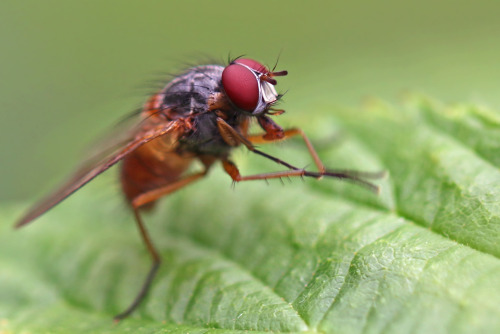 A closer look at a couple of flies. 