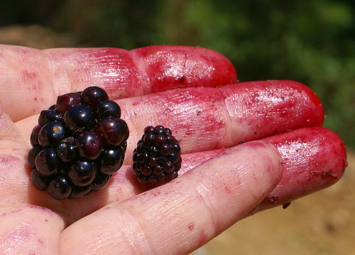  facts-i-just-made-up:  Genetically Modified Berry compared to Organic Berry: Note that the modified specimen is bloated to about 3 times the mass of the common berry. Advanced rot has set in prior to maturity and tests revealed 78% more lactic acid in