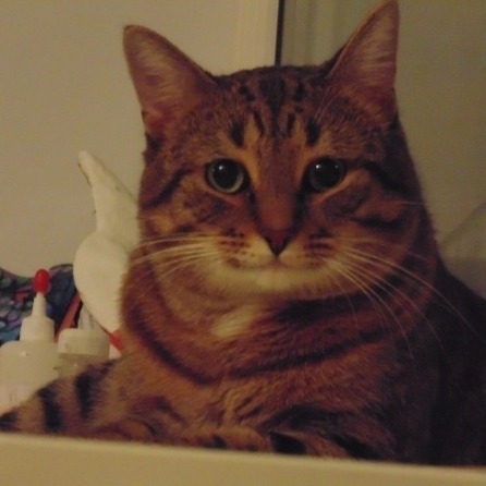 Shiney's Spot