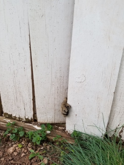 aboutsixplums: hey there’s a problem with your fence here