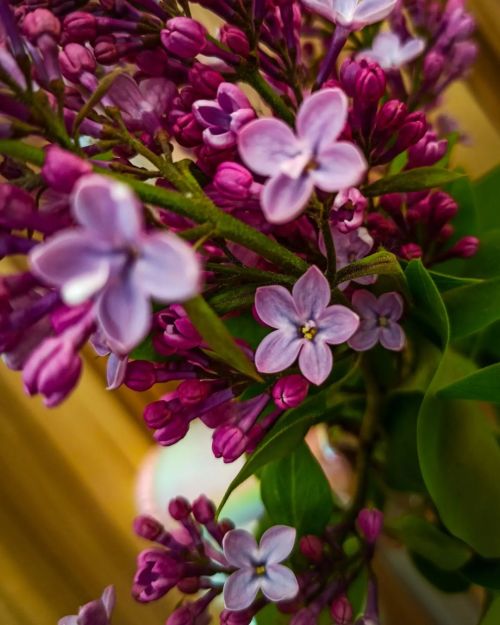 Неправильная сирень #beautiful #flowers #trees #green #blooming #spring #macro #lilac #leaves #macro