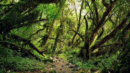 Bosque encantado - Enchanted forest by David Ruiz Luna