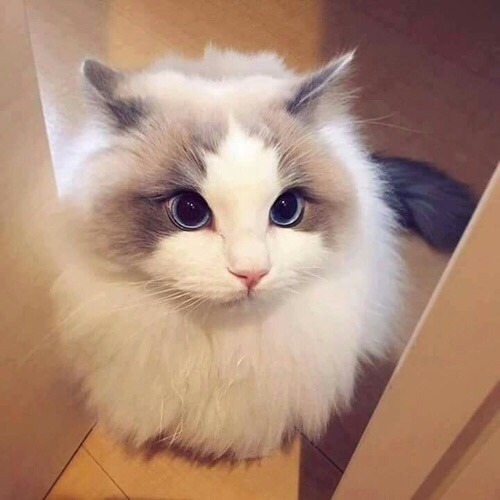 cutencats:  @cutencats