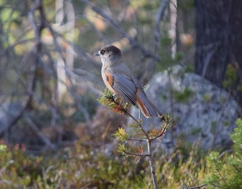 photo-olli-owen: Siberian jay