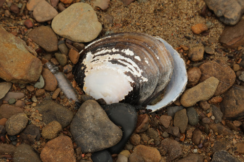 vandaliatraveler:At one time in the not-so-distant past, Dunkard Creek was regarded by biologists an